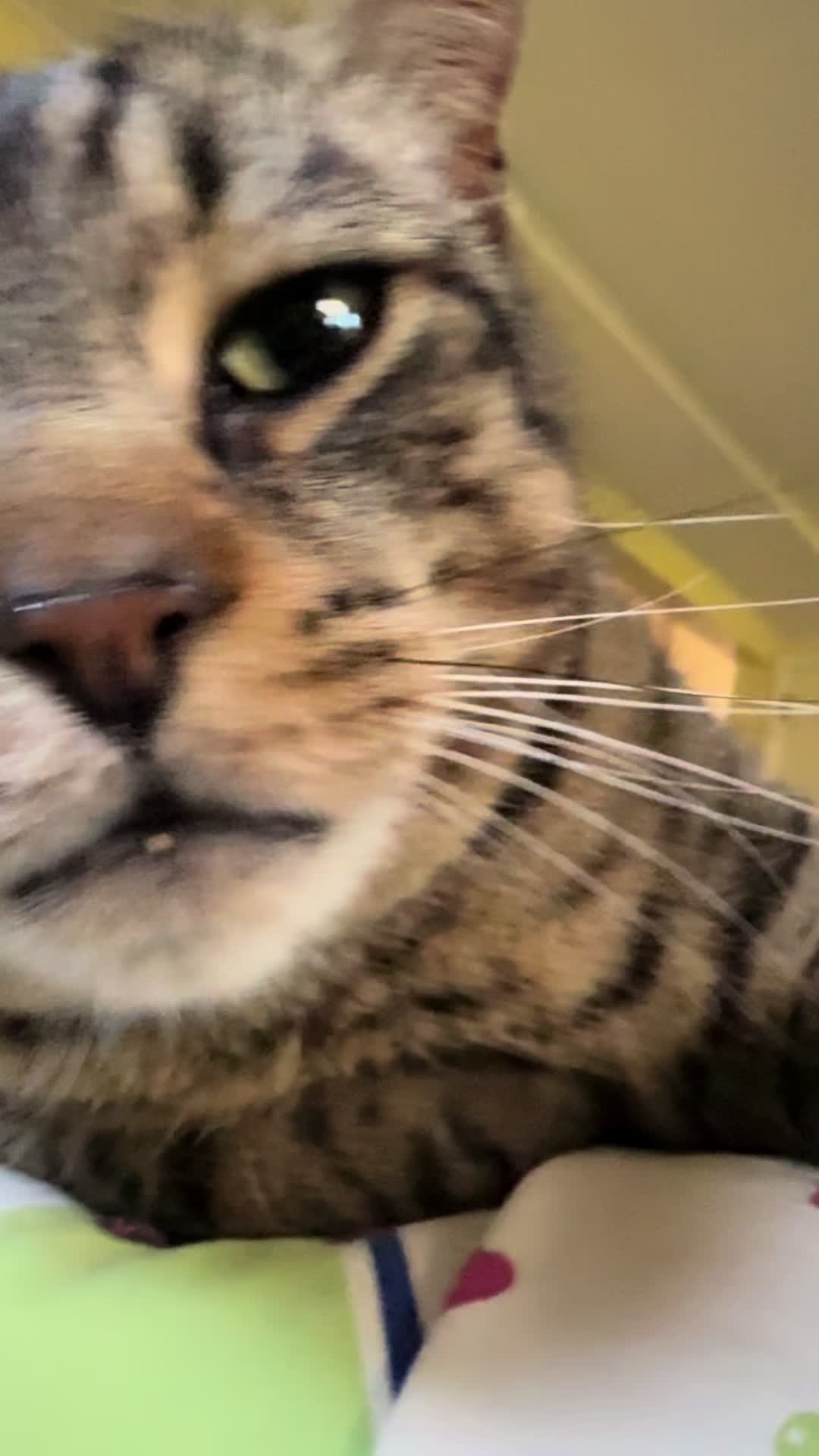 @Coby the Cat 🐾