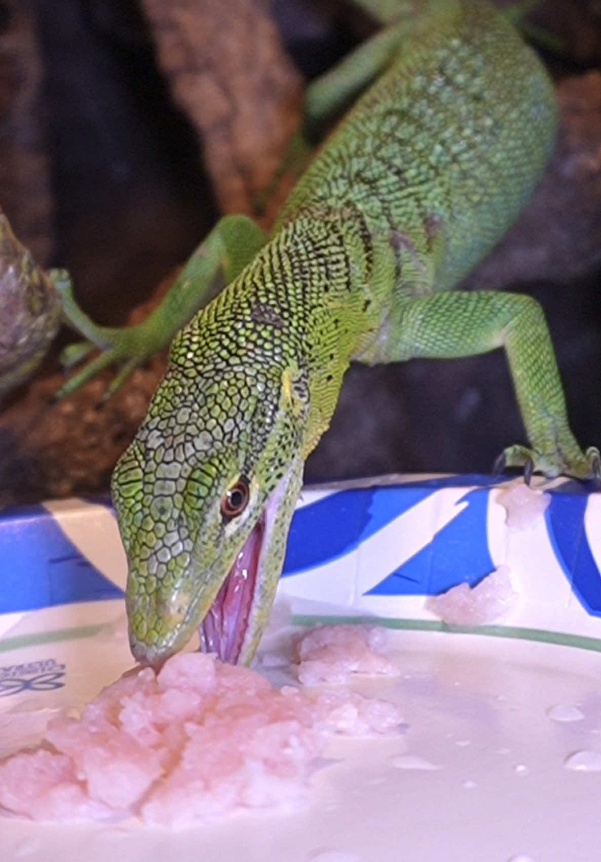 @Tommys_reptiles
