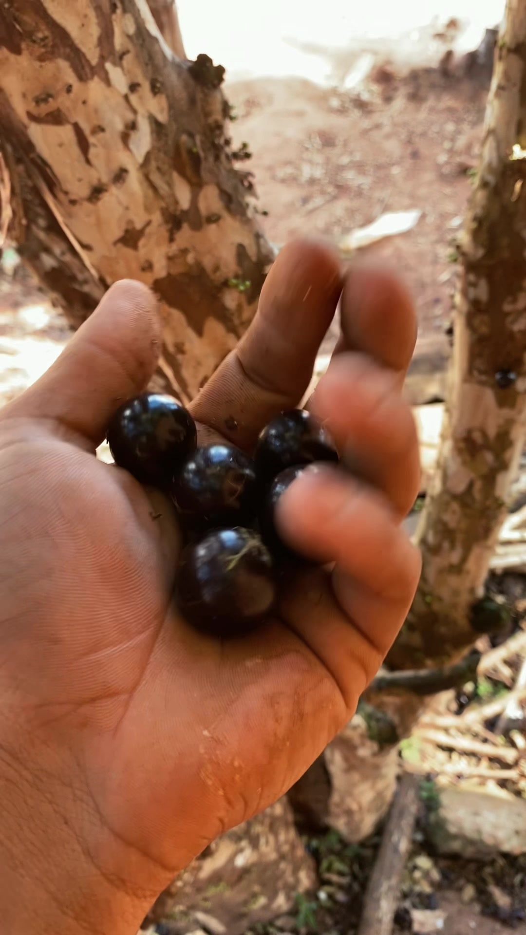 @ÍNDIO DO AGRO 🚜🌱