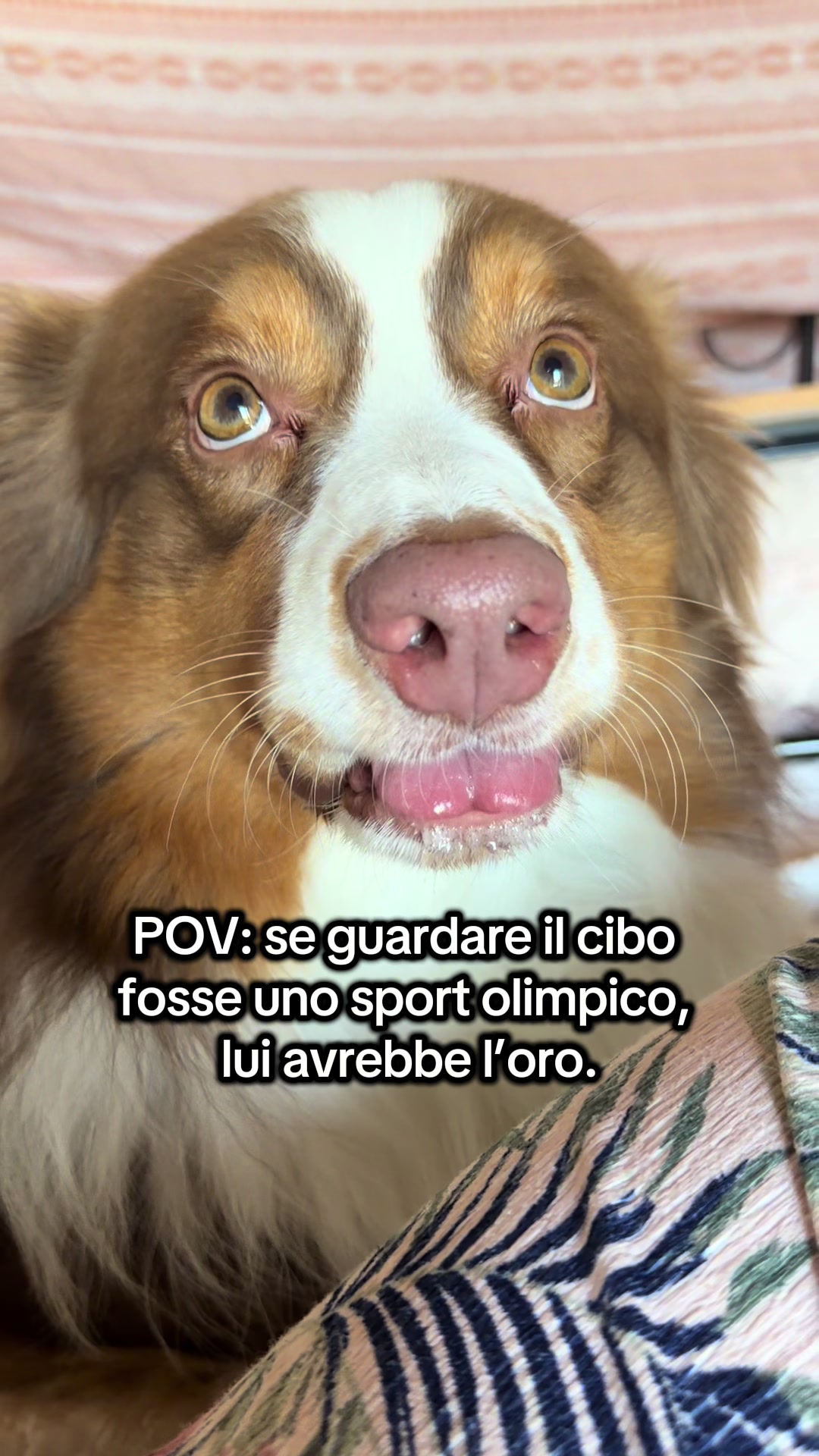 @Noeandfur 🐶🐾