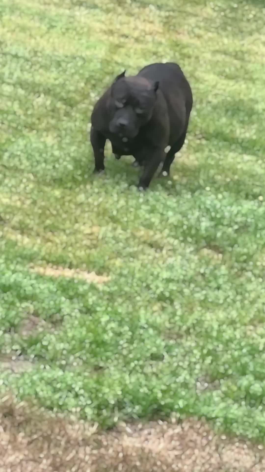 @Carters BullyHub
