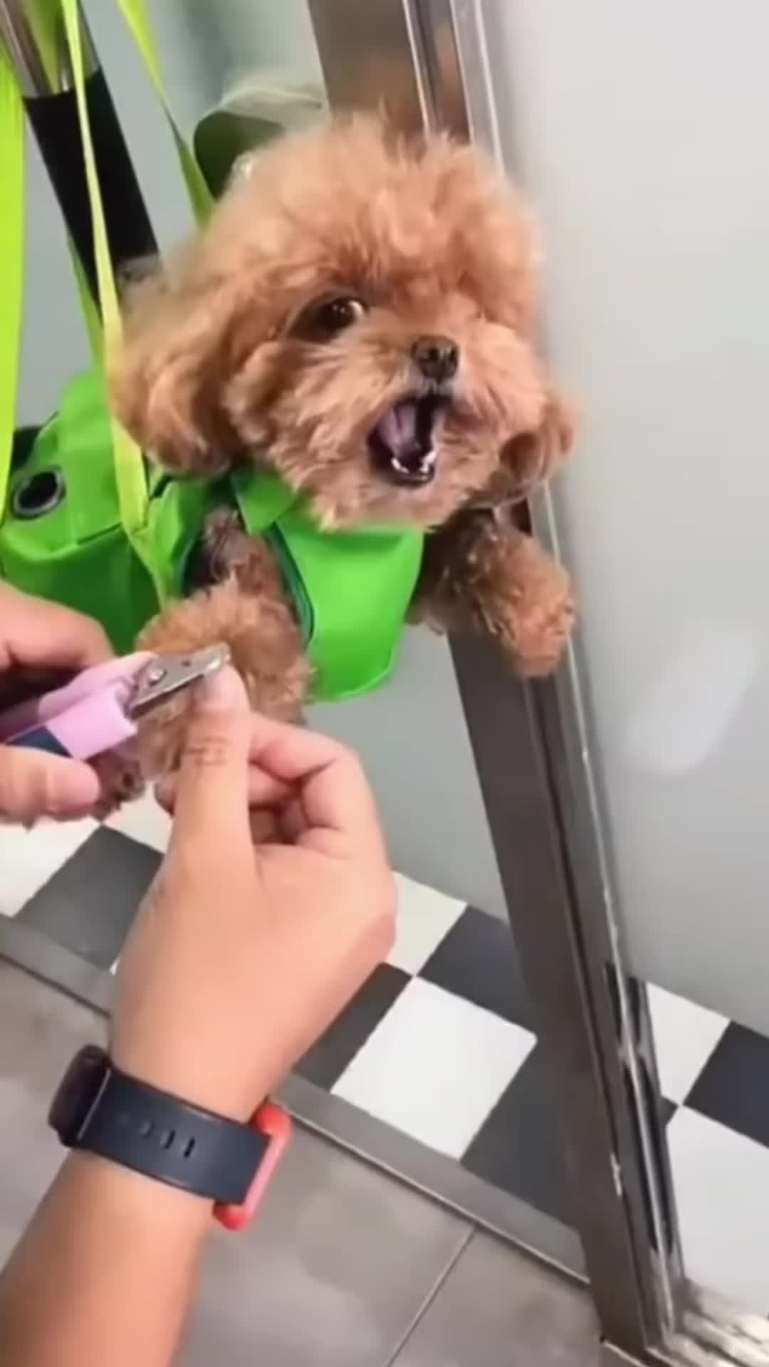 @Fluffy Fails