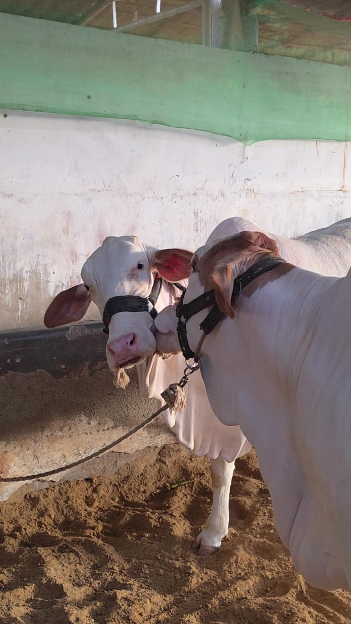 @MI Cattle Farm
