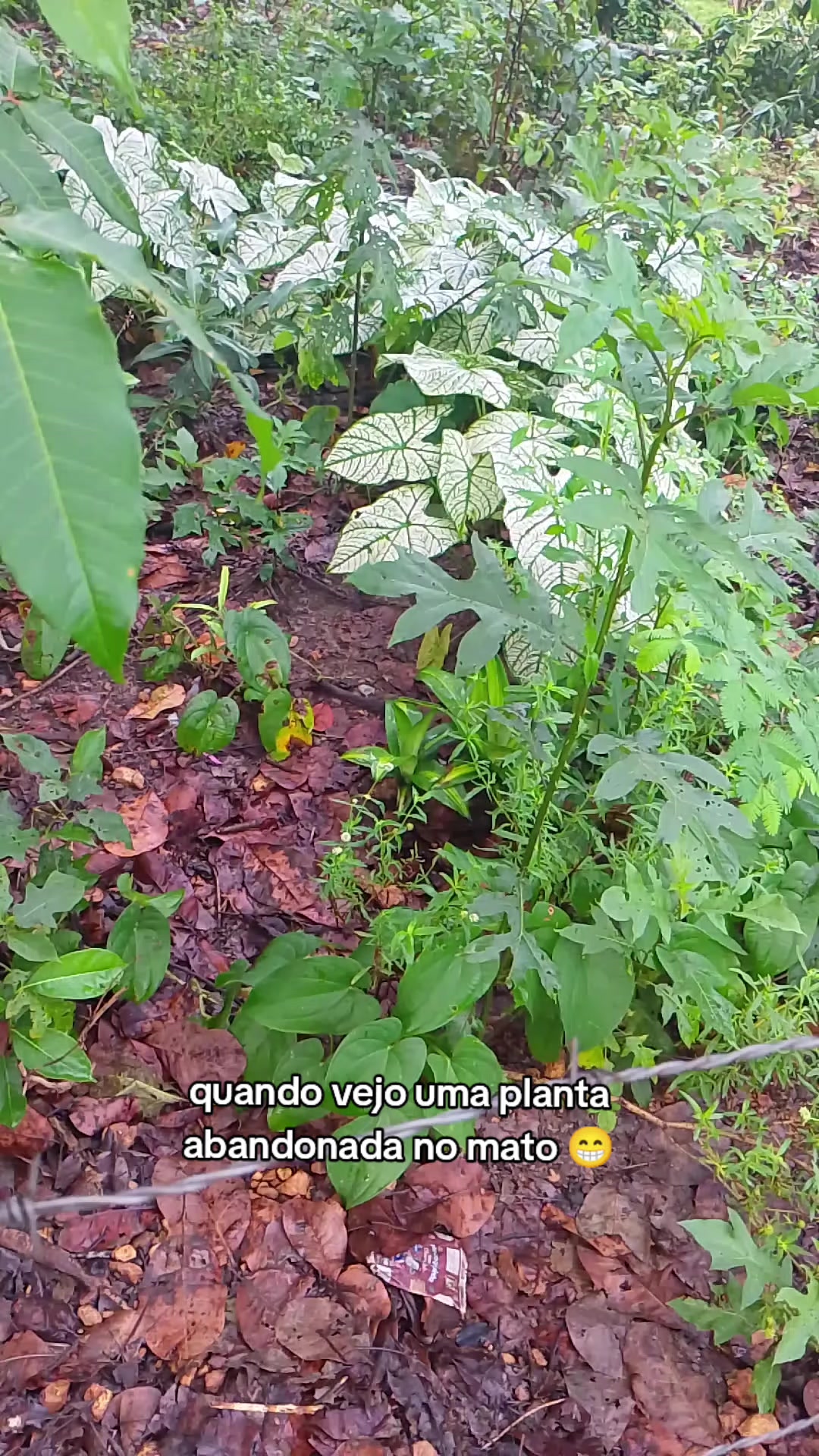 @jardim da neya🪴🌵