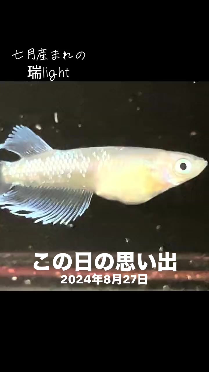 @MITSU