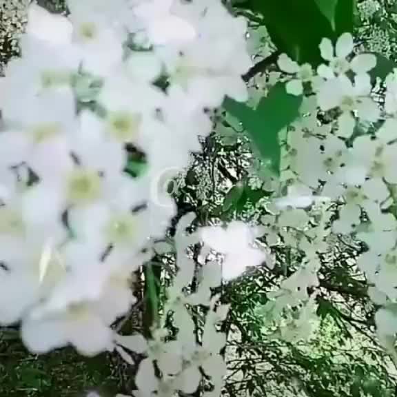 @gulusumun.delisi