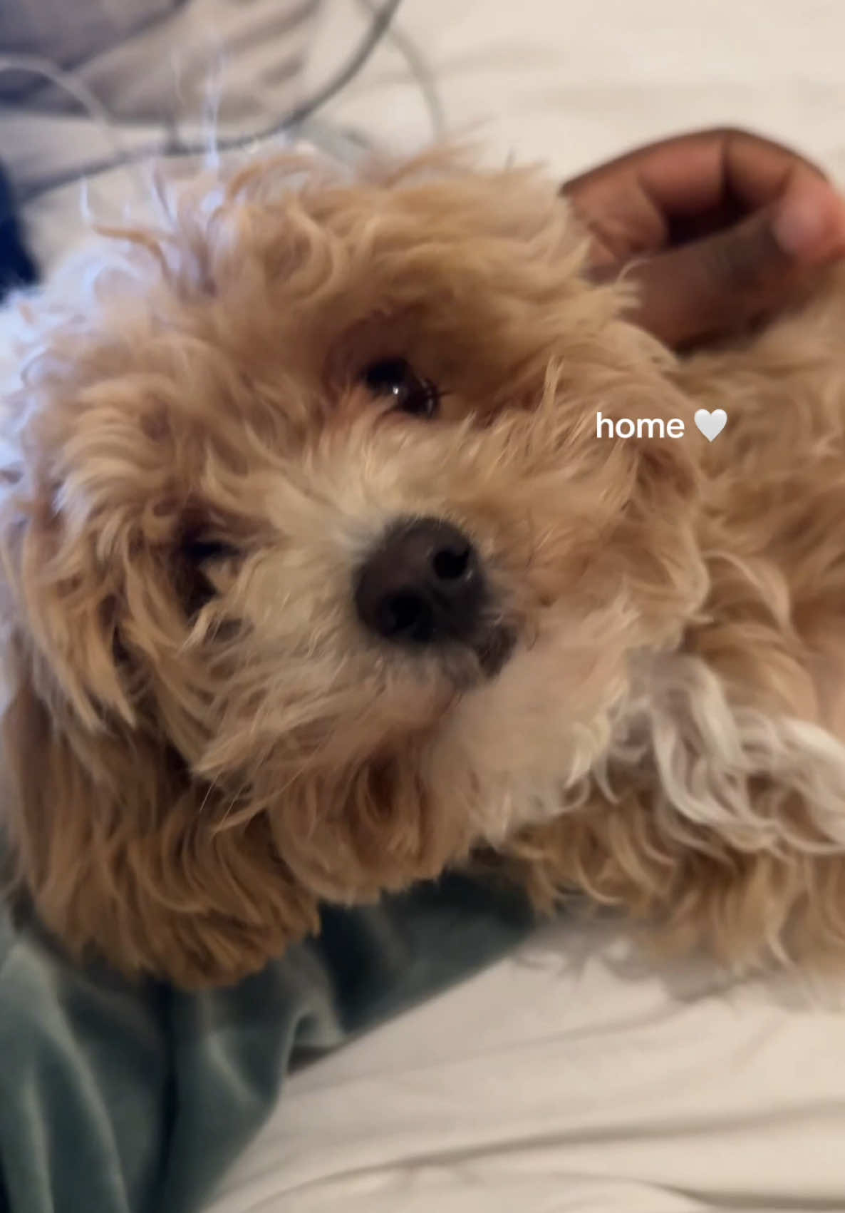@Willow The Maltipoo