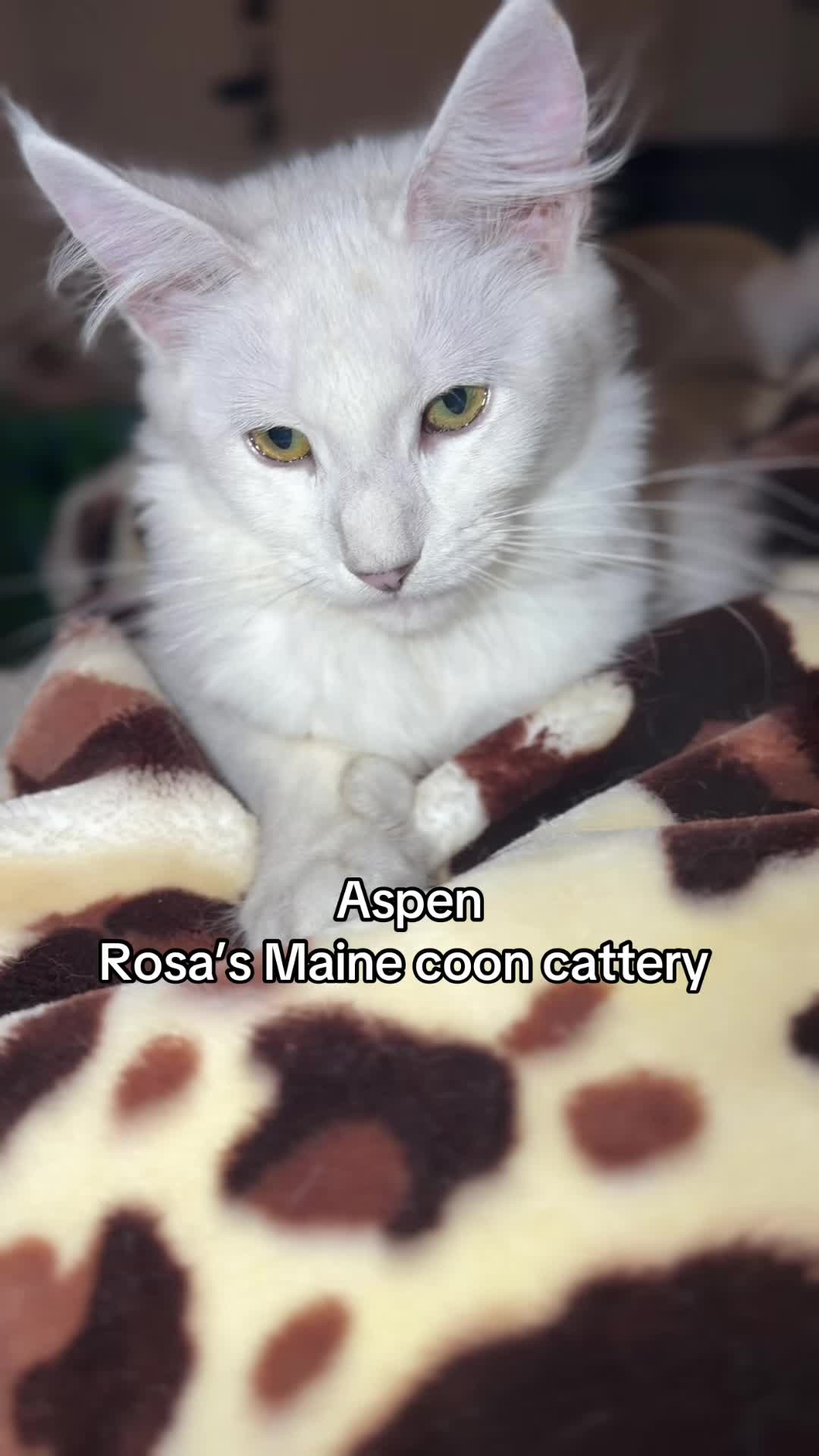 @Rosa&rsquo;s maine coon in Texas🧛
