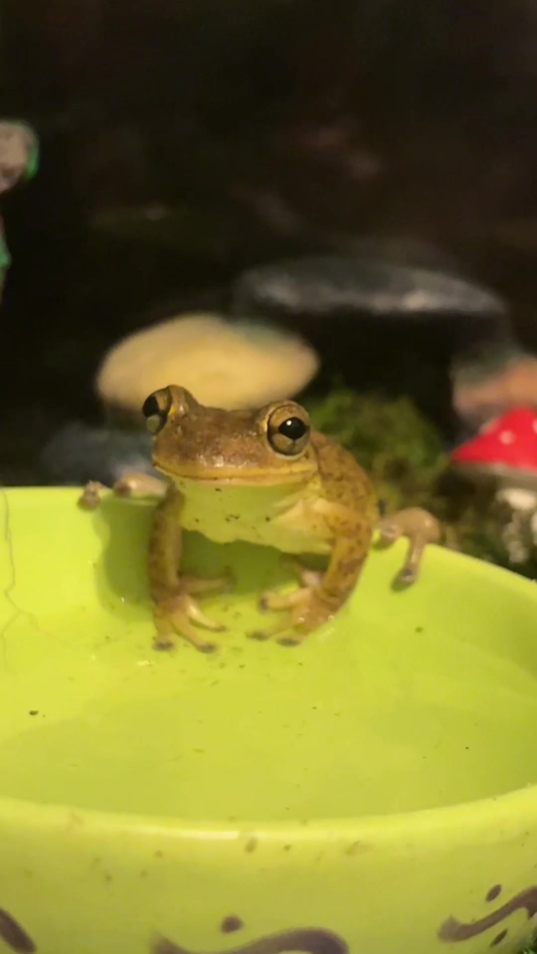 @originalSinkfrog
