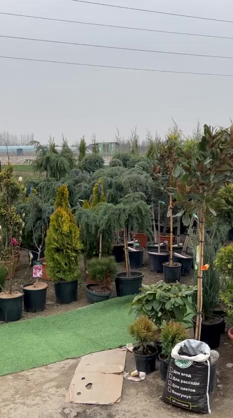 @green_osh
