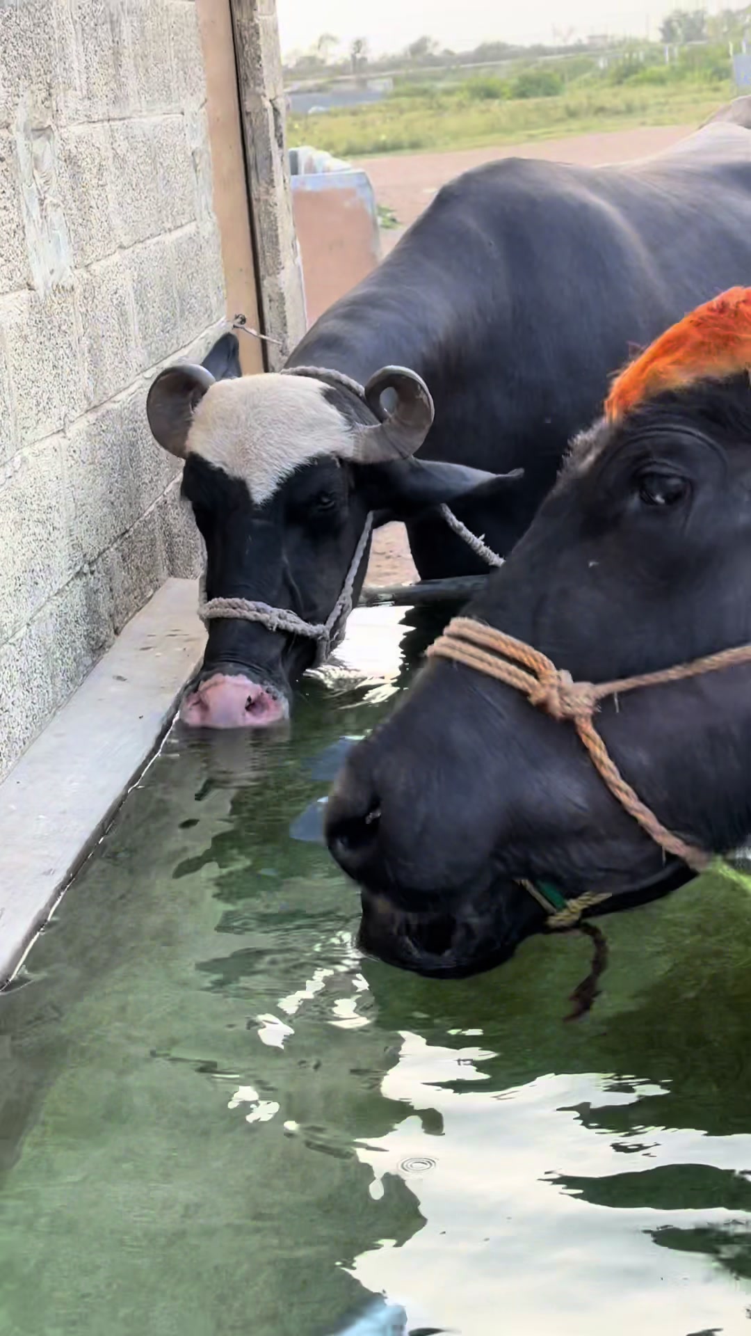 @Jutt Dairy Farm