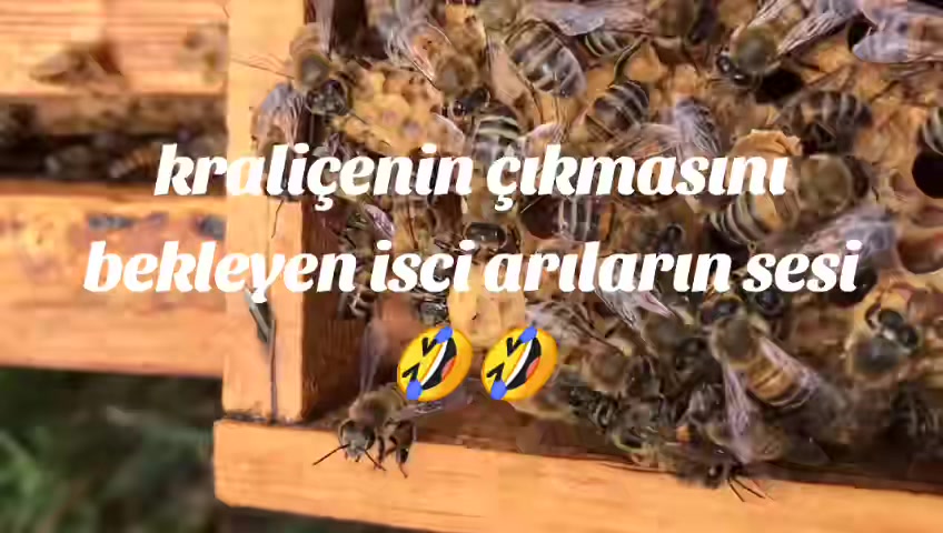 @İsmail Genç