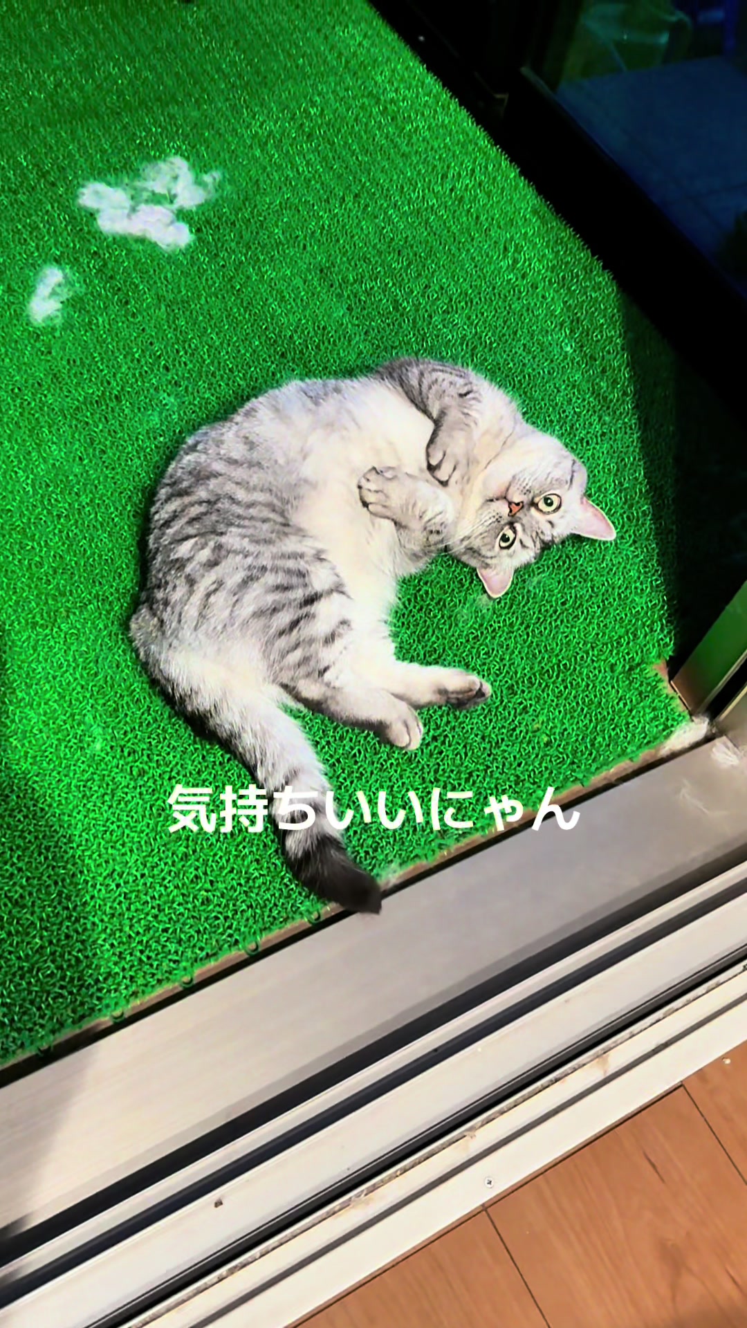 @大福兄弟😽