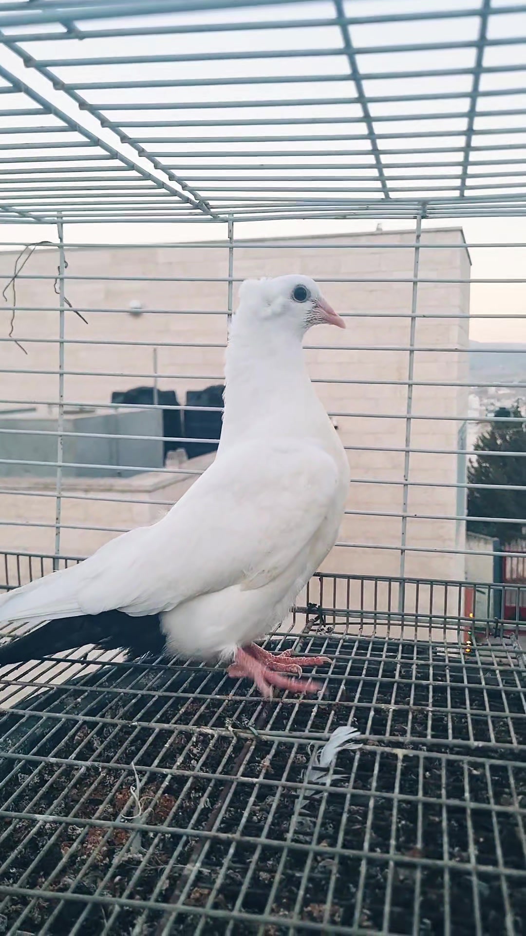 @Pigeons Tv