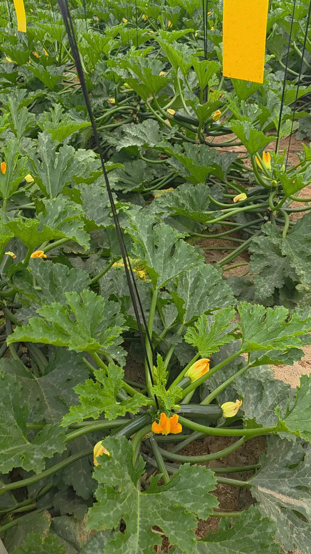 @El Extensionista del Agro