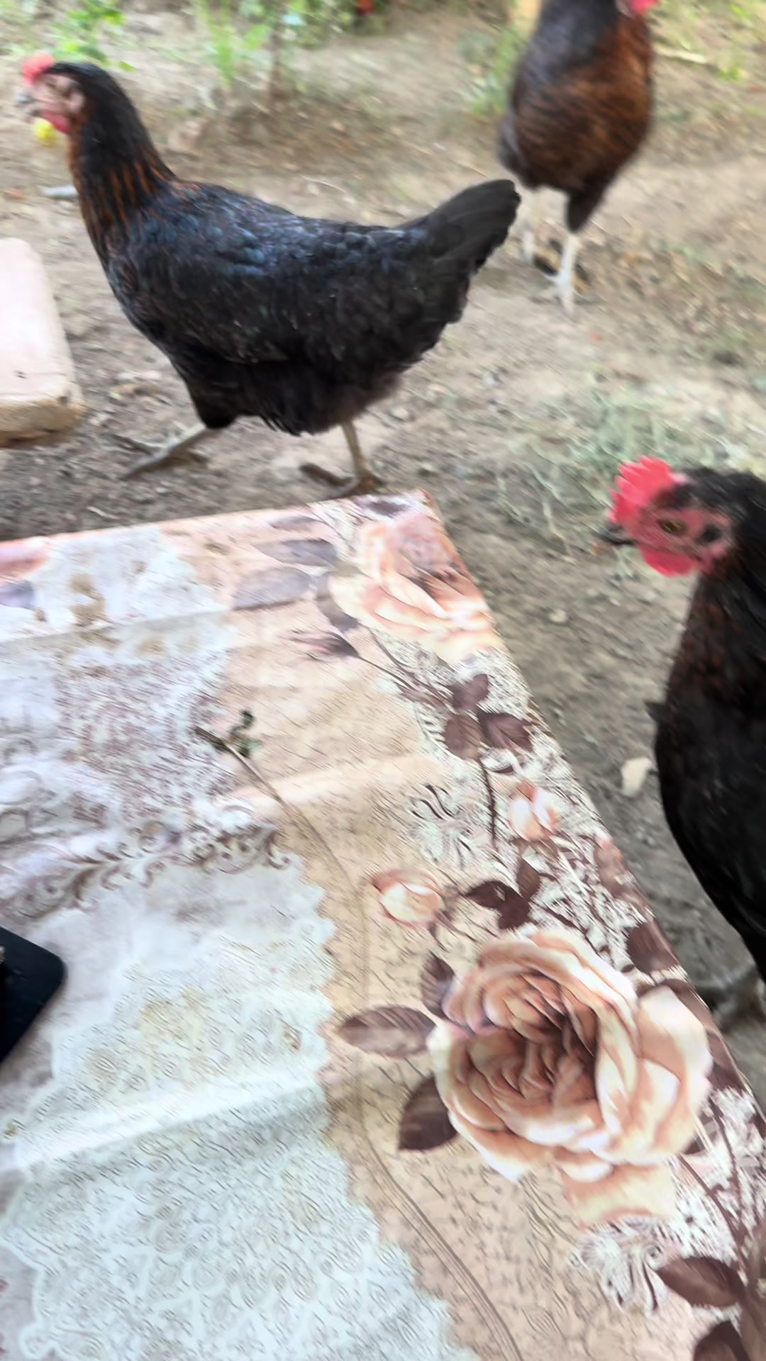 @🦅꧁𝓝𝓮𝓼𝓲𝓫𝓮꧂