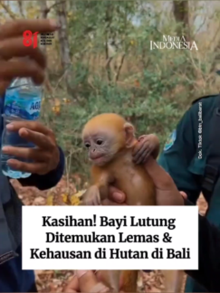 @mediaindonesia