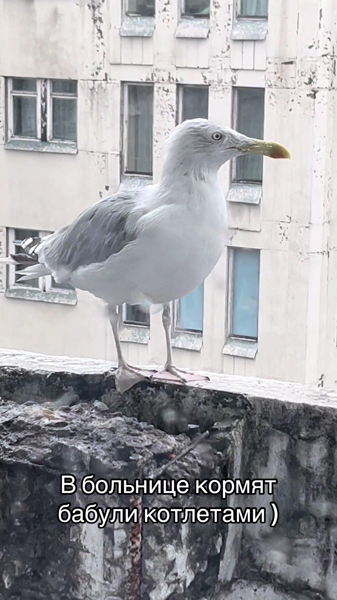 @Клеопатра263