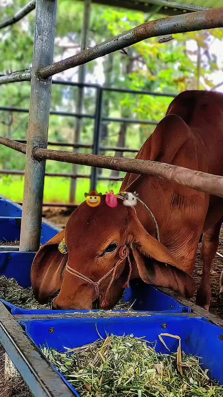 @ganader&iacute;a🐮 y caballo🐴☠️