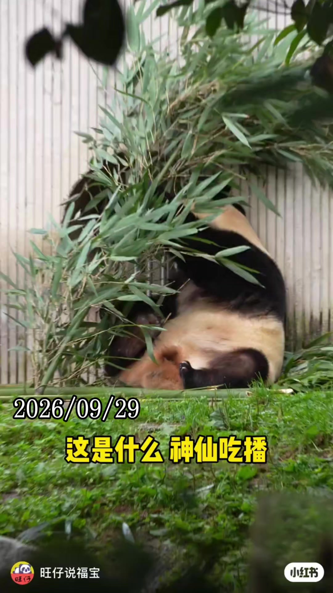 @福寶需要愛的抱抱