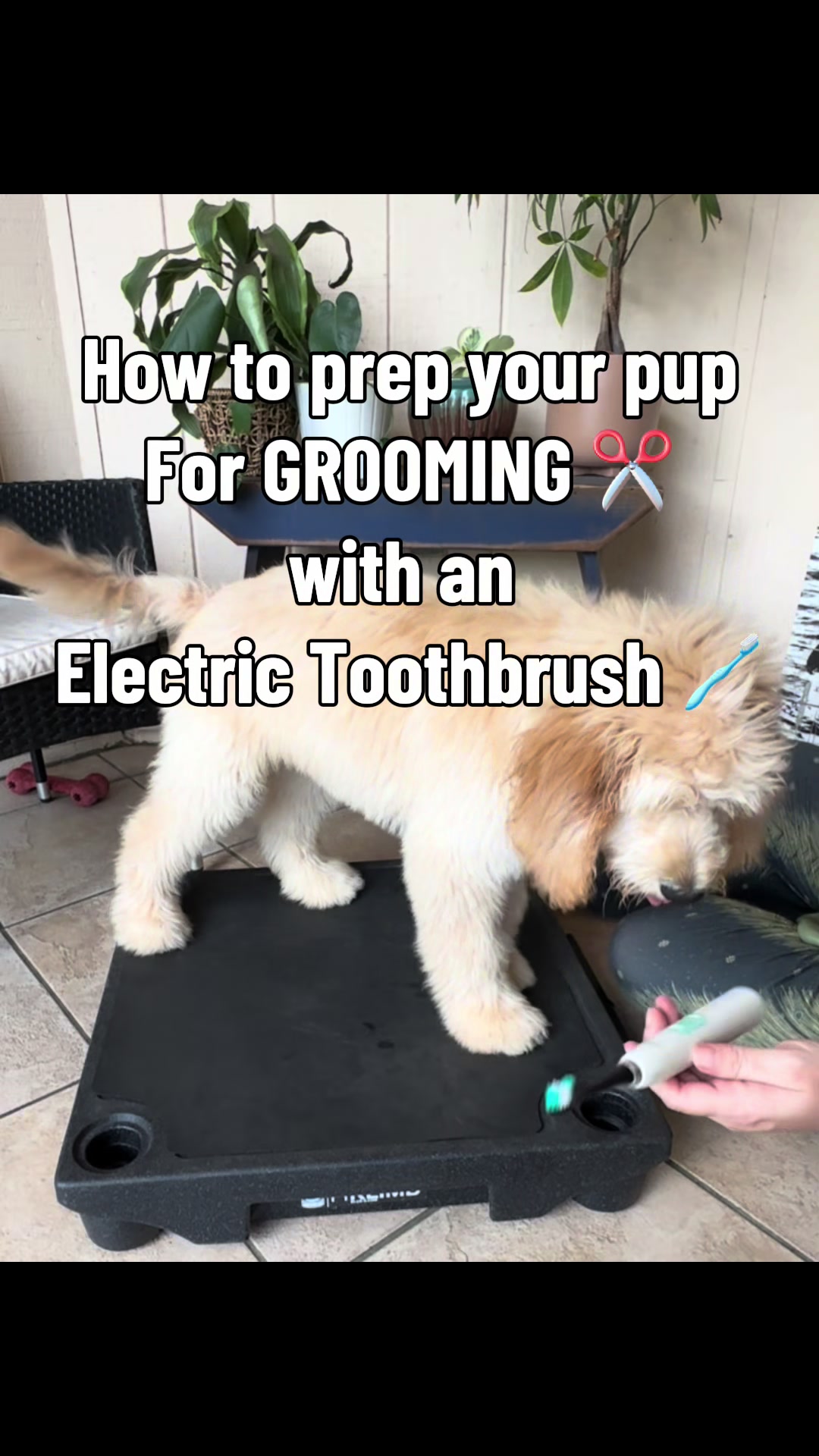 @AmandaT | Your Dog is COOL!