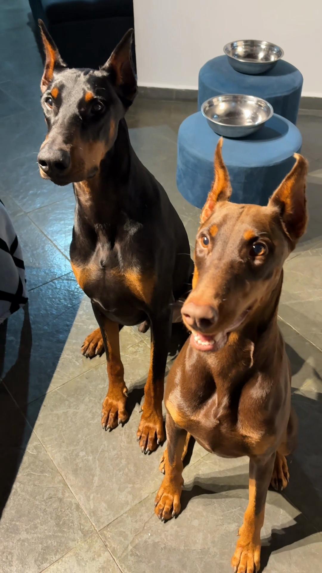 @Ravena e Venom, os Dobermans