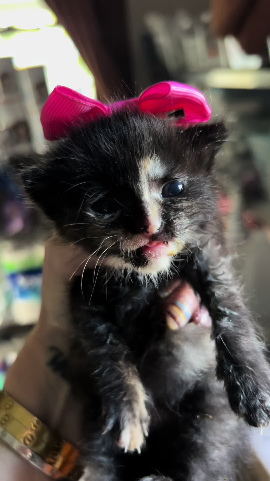 @Kitten.mama