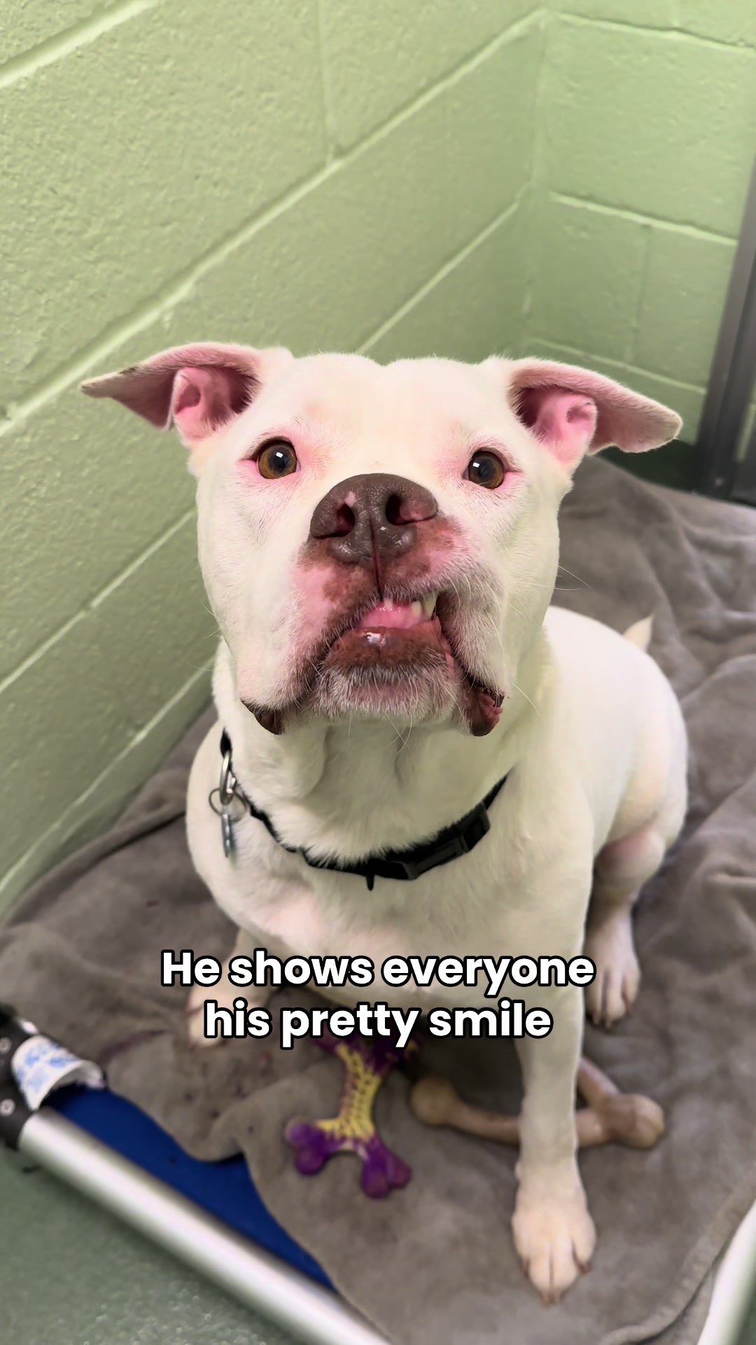 @Peggy Adams Animal Rescue