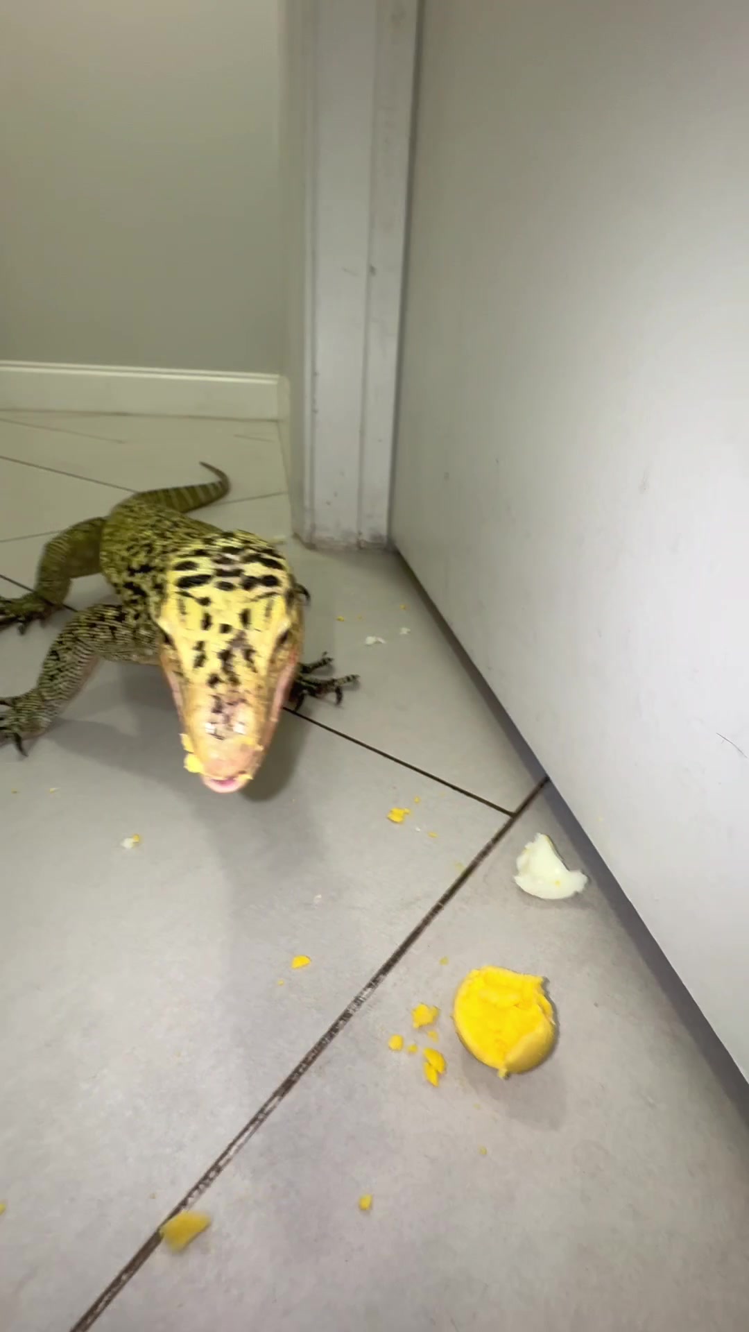 @Tommys_reptiles
