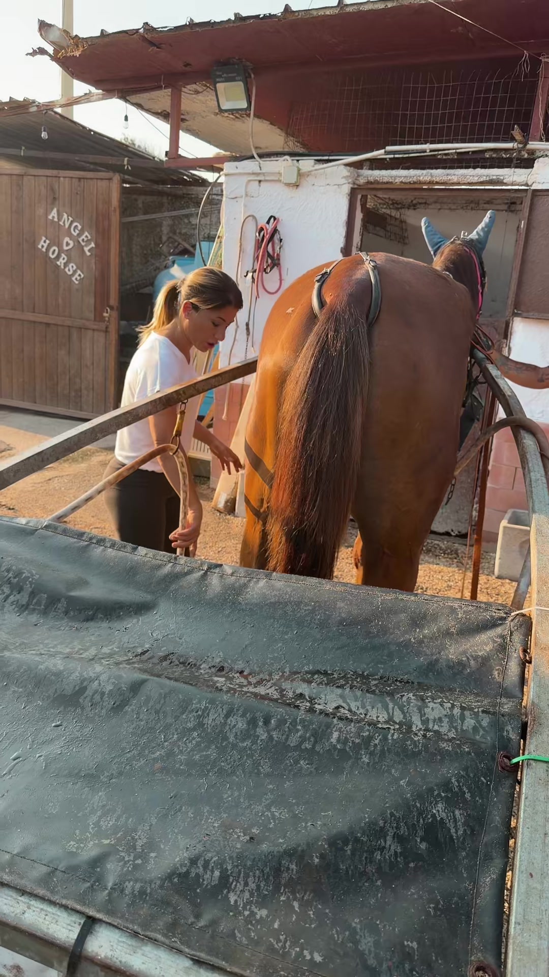 @MariaRosariaMaisto/AngelaHorse