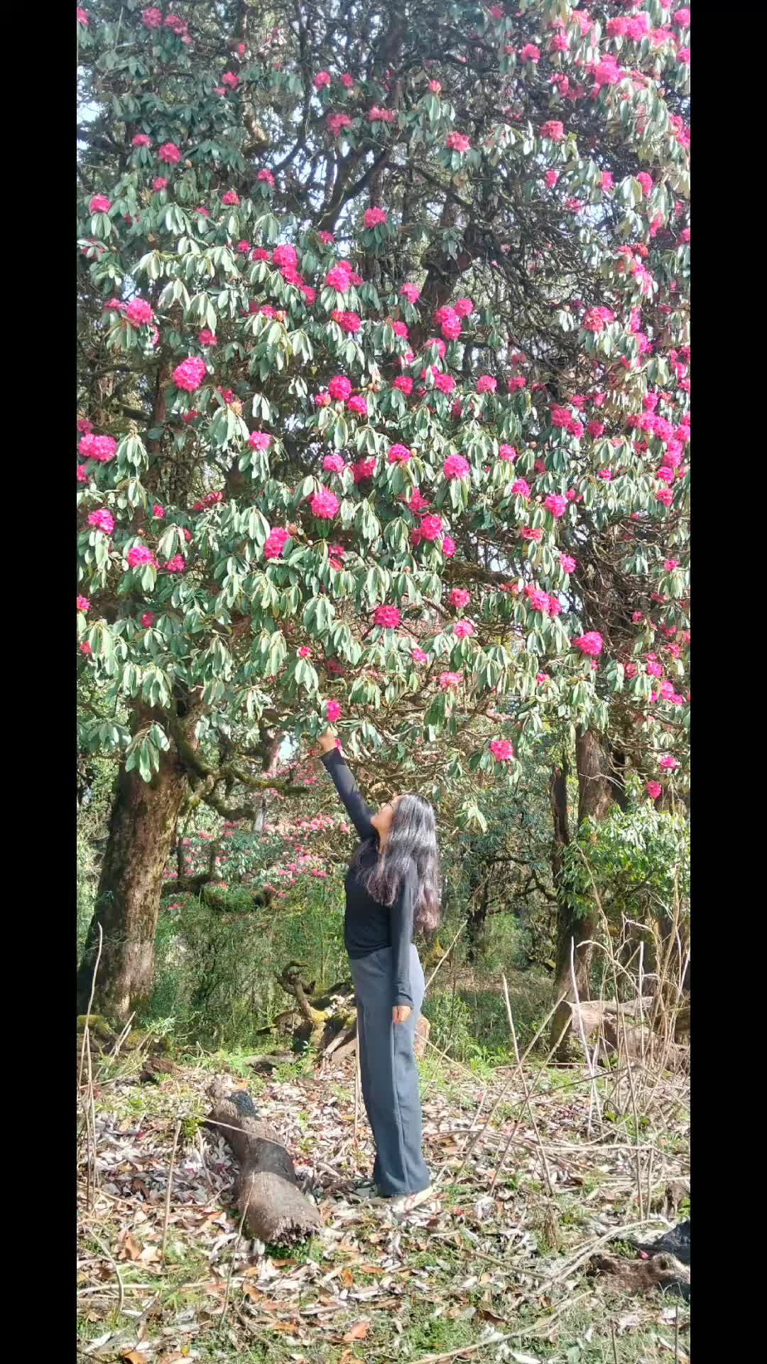 @🍁  मन्जुला पुन 🍁