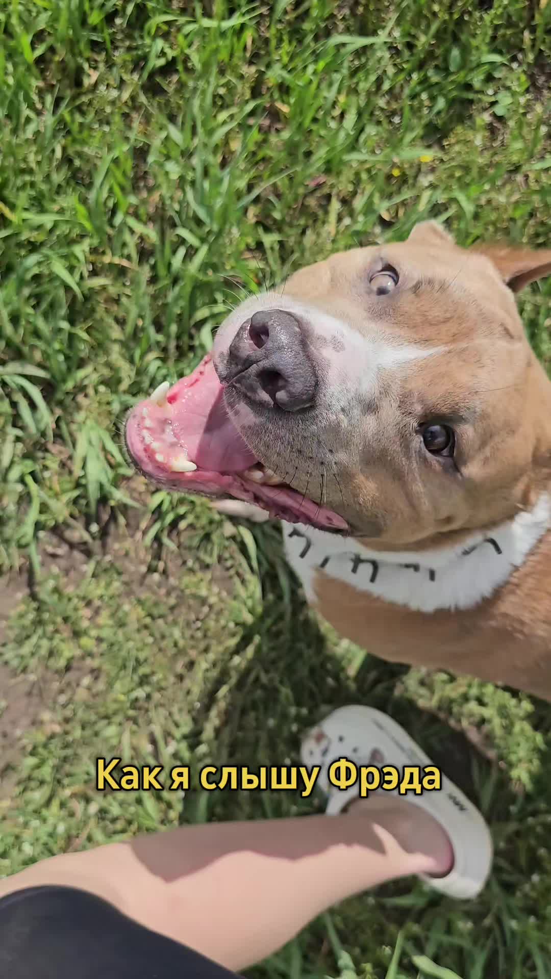 @Pitbul Fred
