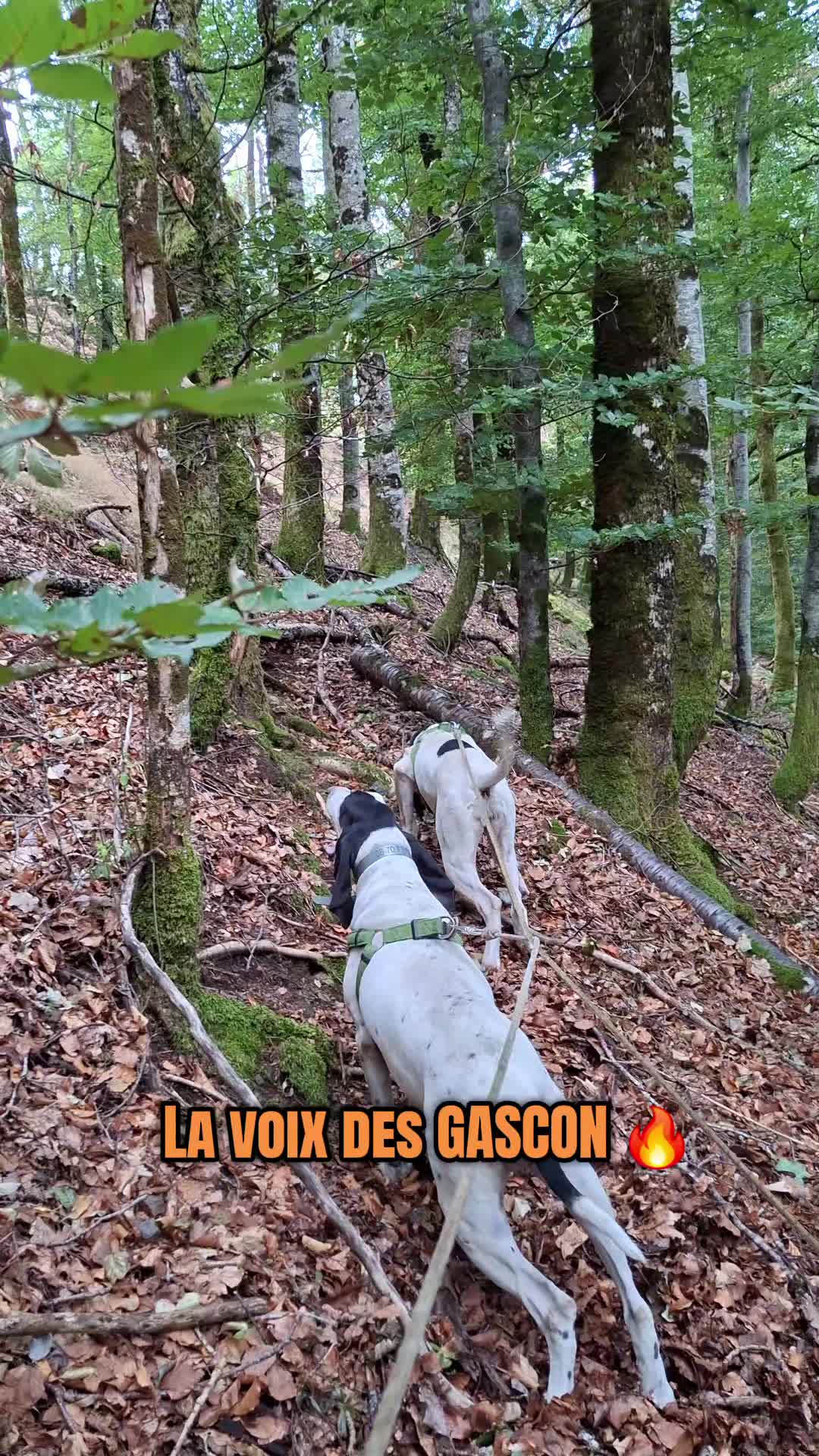 @Passion_du_gascon_15