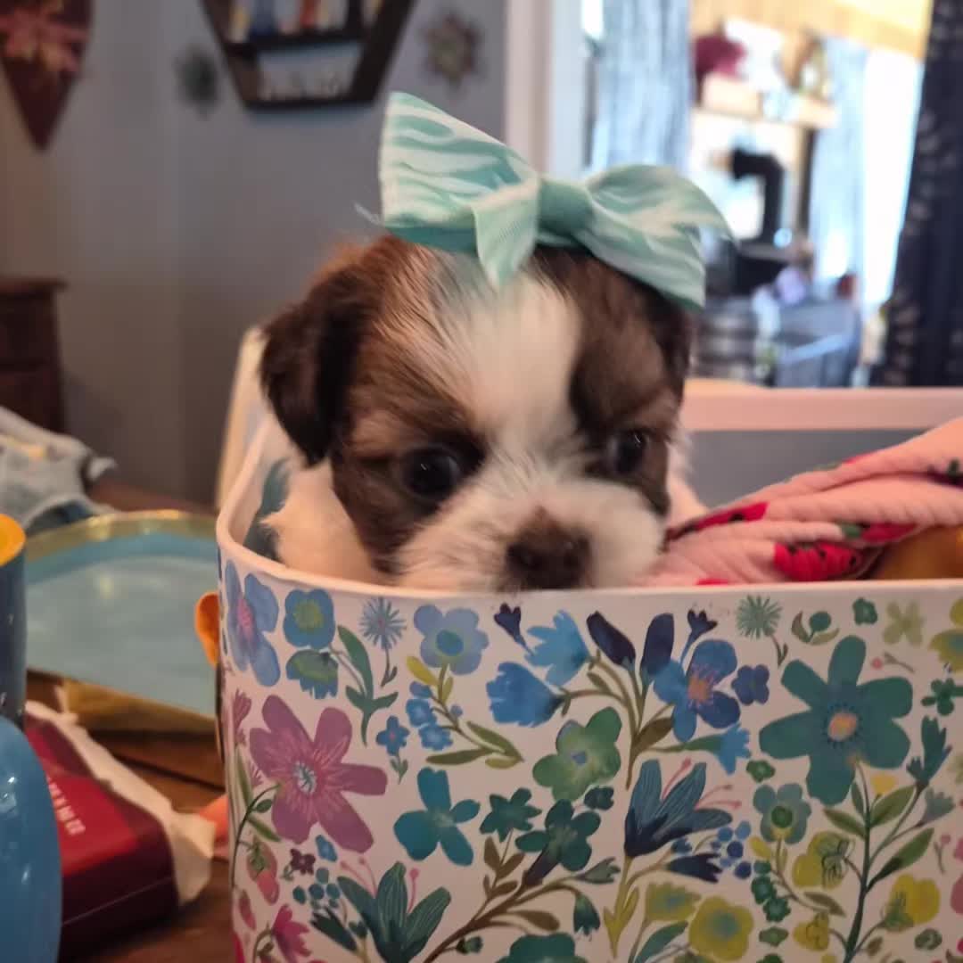 @Barb's Precious Pups
