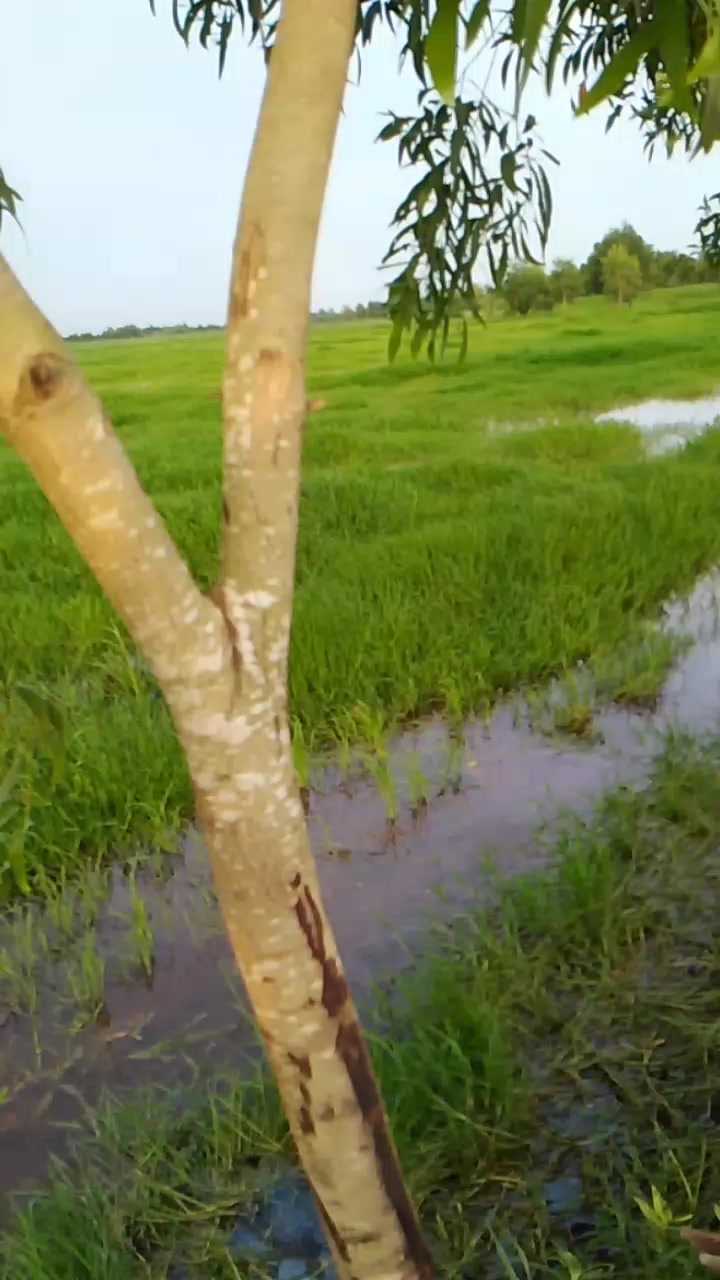 @Shine Thiha