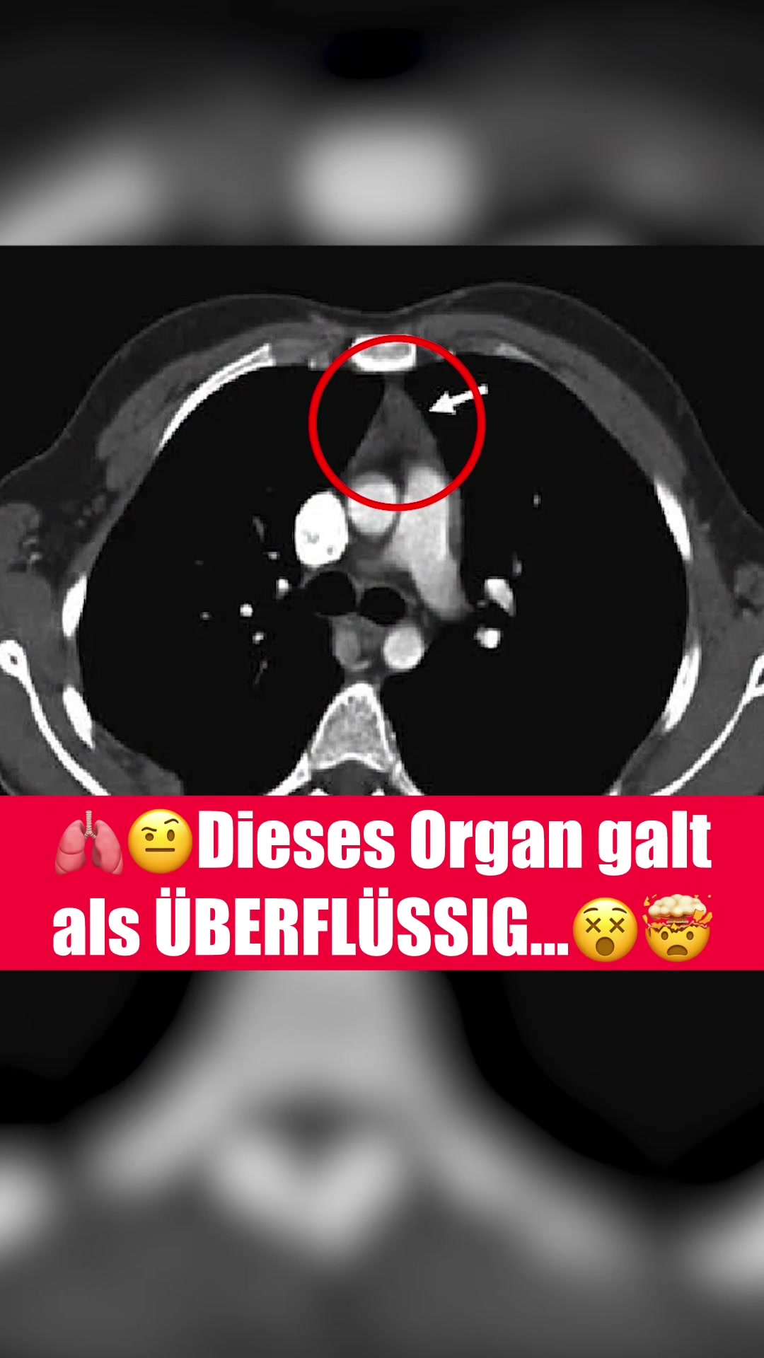 @wissensbert