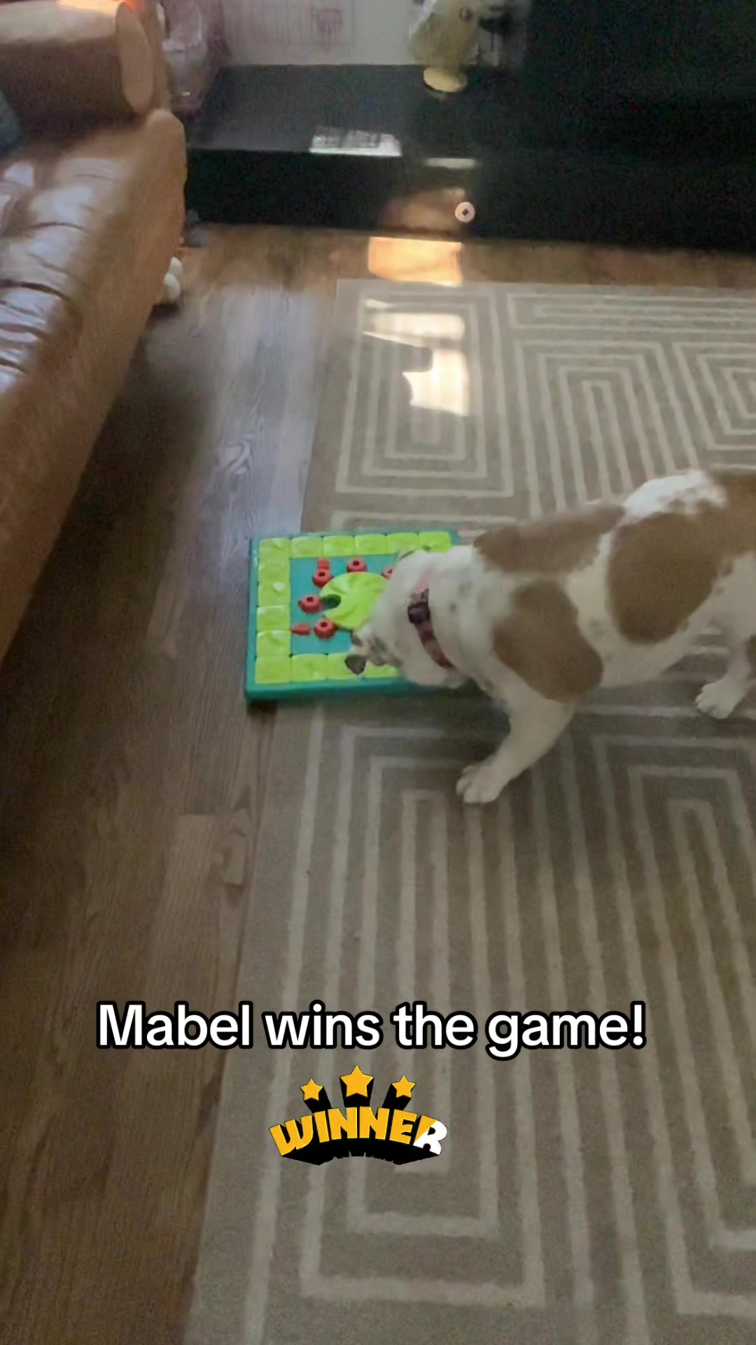 @MabeltheBulldog