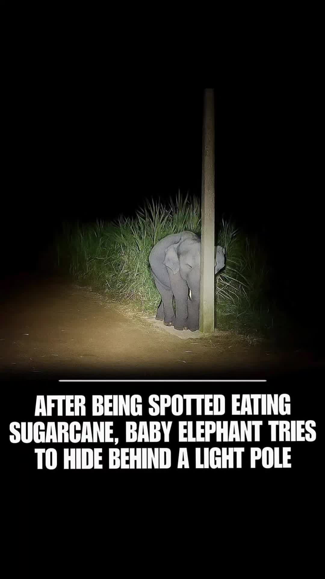 @Bigdaddyleo