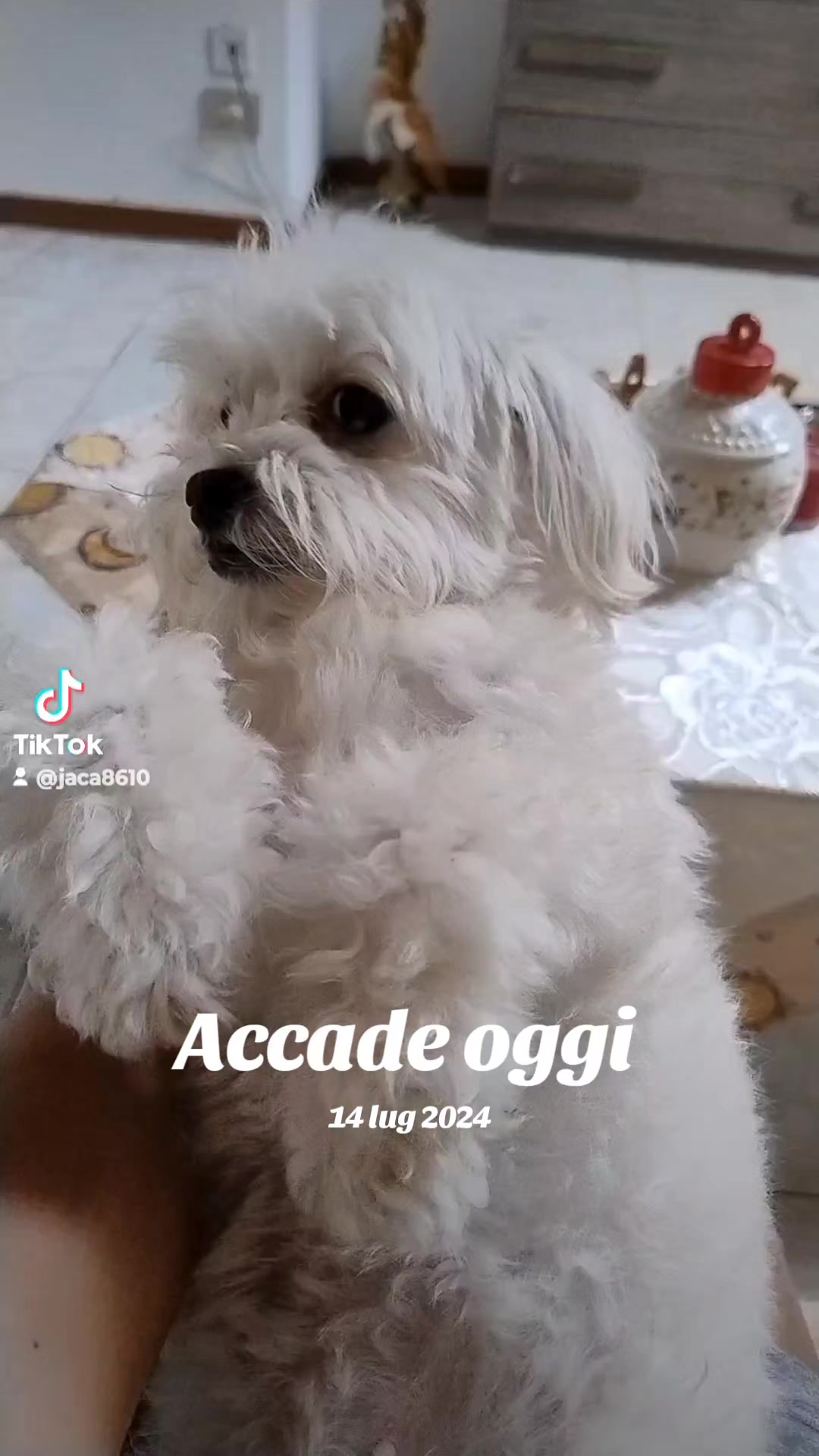 @Jadranka Brankovic