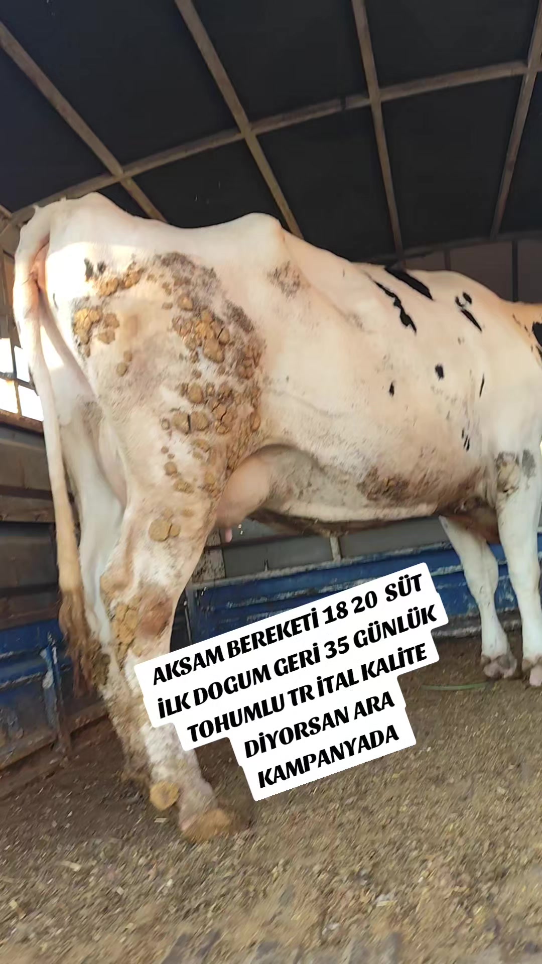 @ADAKCI CUMA