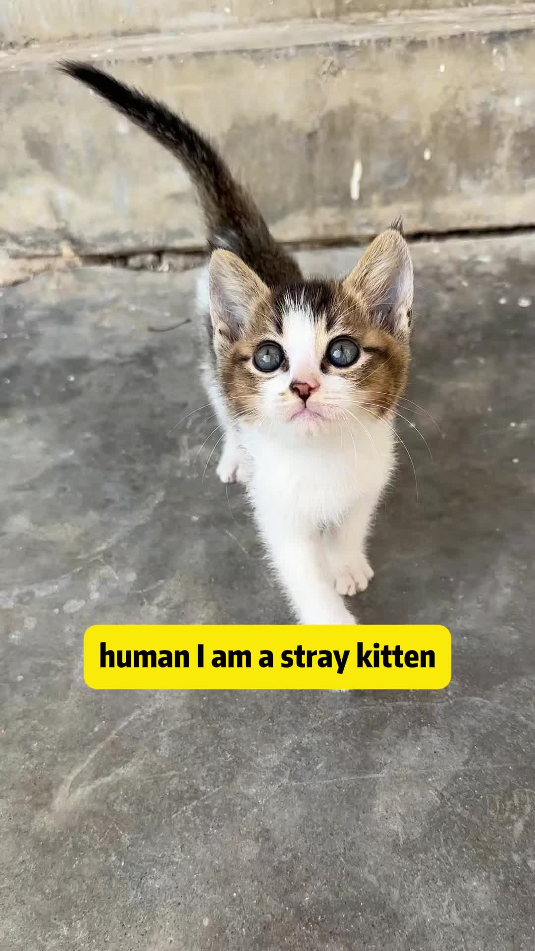 @Stray Cat Talkz