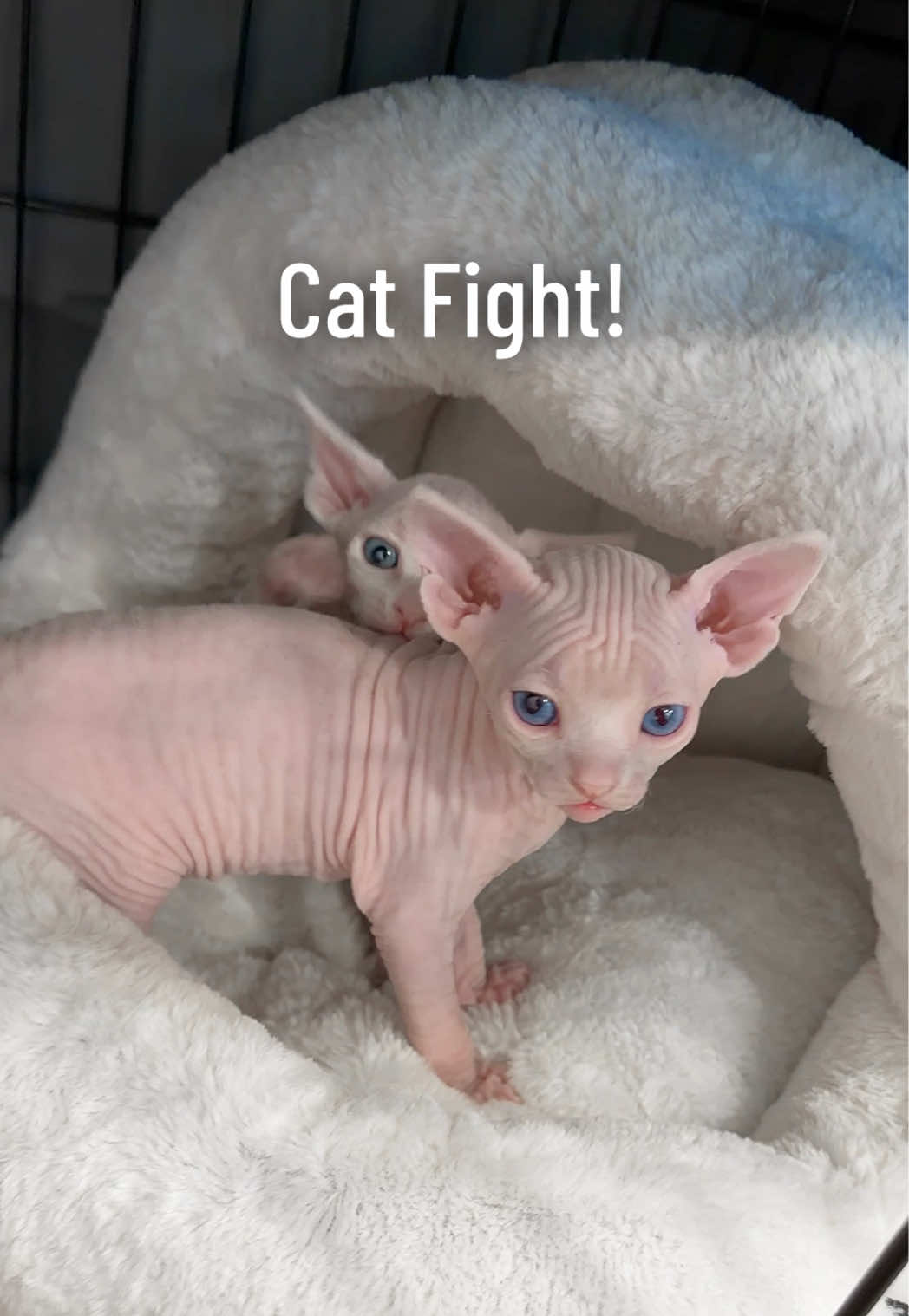 @Boba’s Buds Minskin Cats