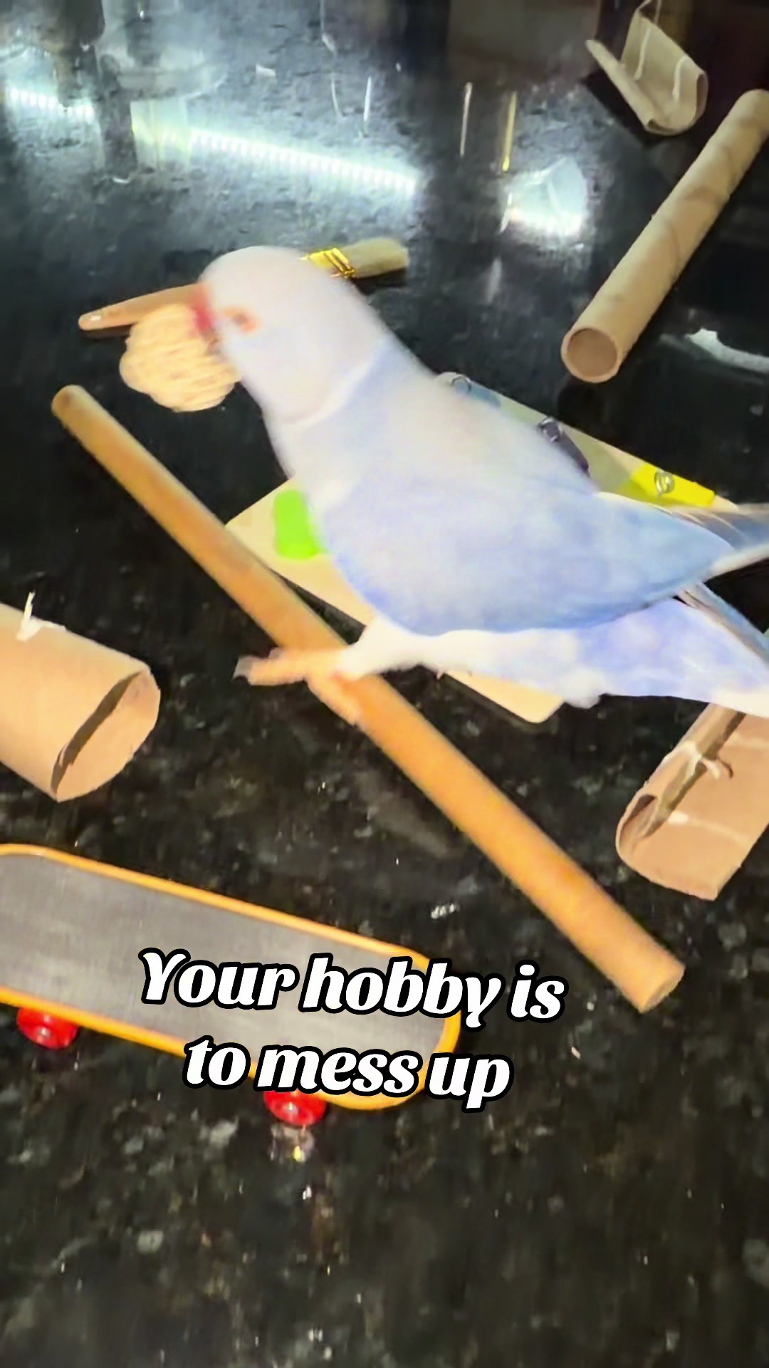 @Yamy levy