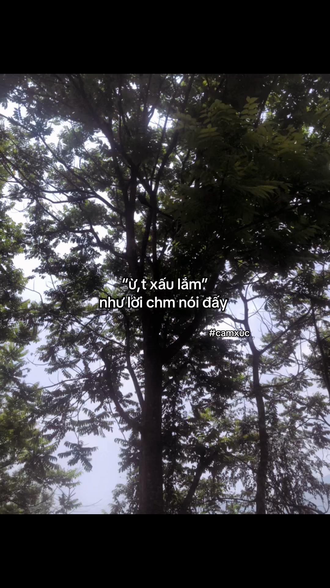 @cảm x&uacute;c