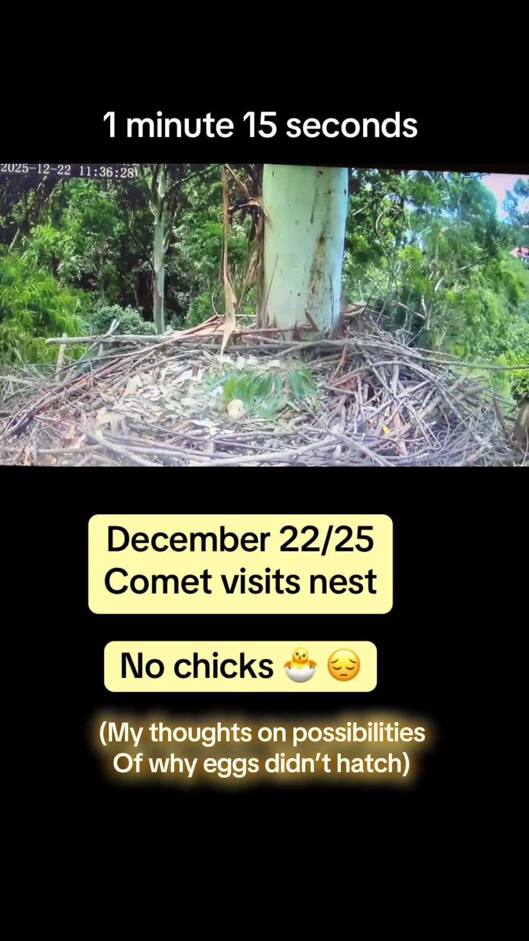 @feathery_friends_family
