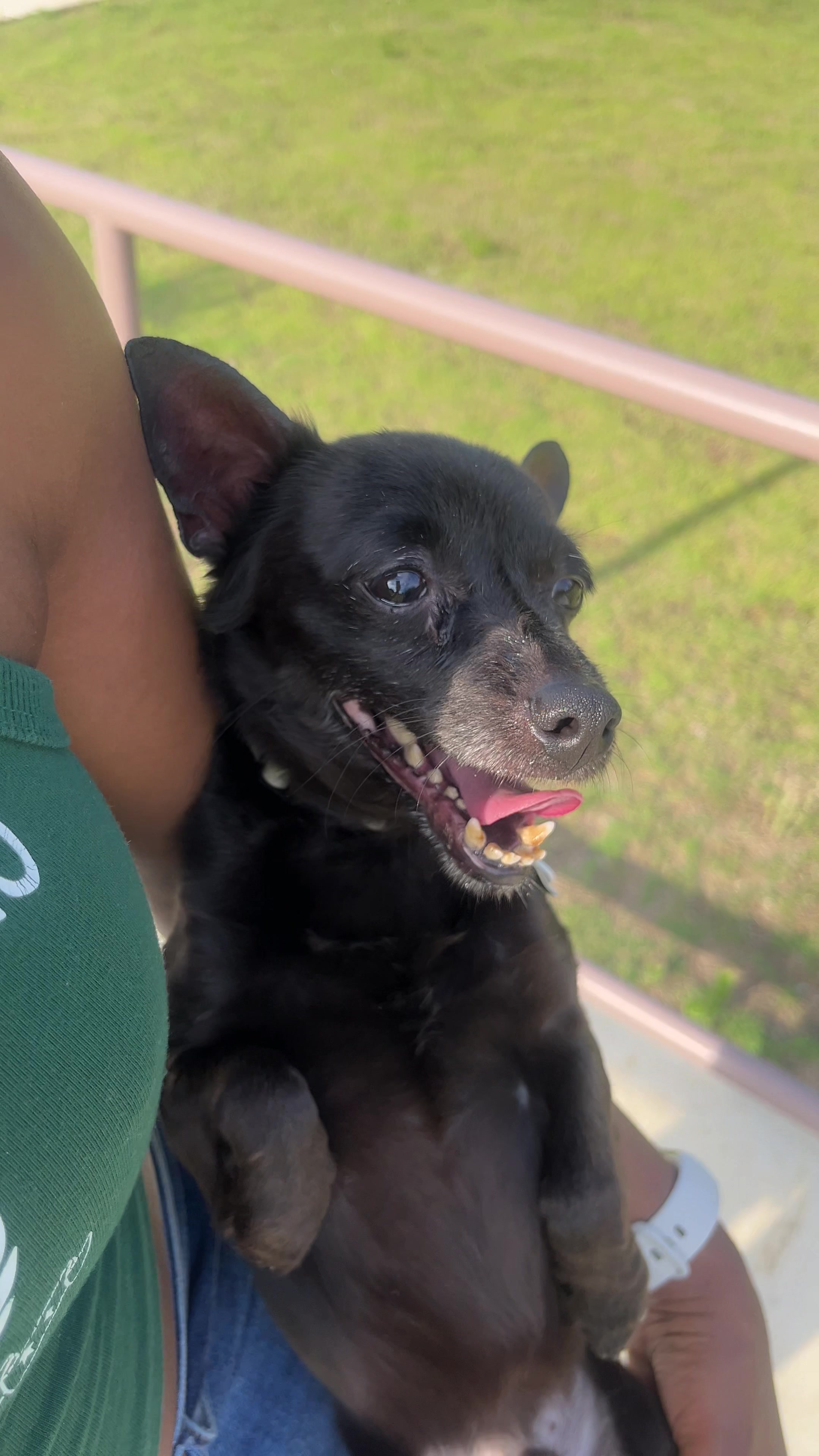 @Blackjack_Chihuahua