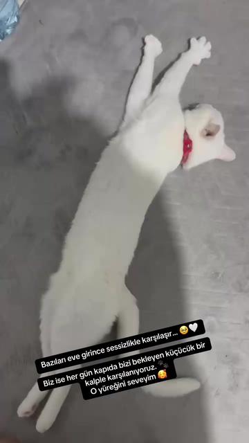 @Gülay cengiz