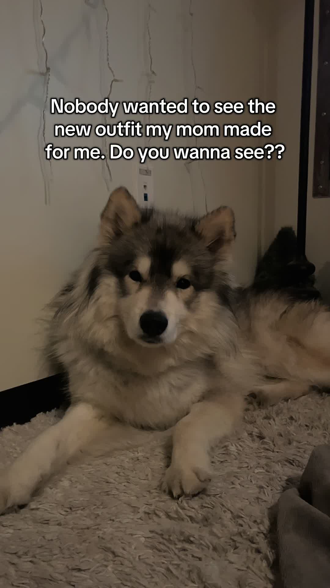 @Echo The Husky
