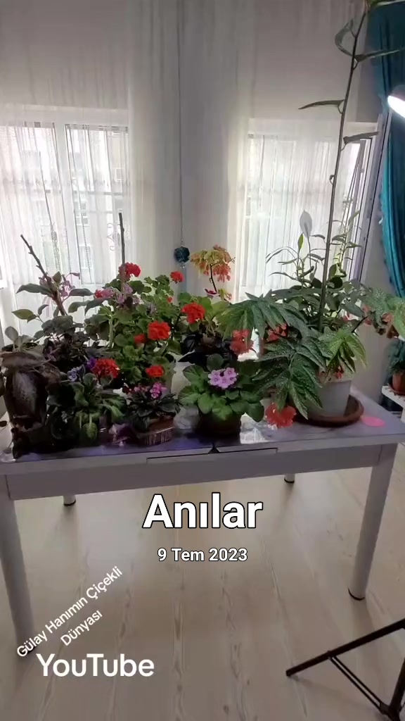 @G&uuml;lay Hanımın &Ccedil;i&ccedil;ekli D&uuml;nyası