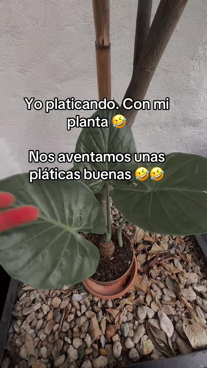 @☘️MEJ&Iacute;A ☘️T&Eacute;LLEZ ☘️ RODRIGO🤠